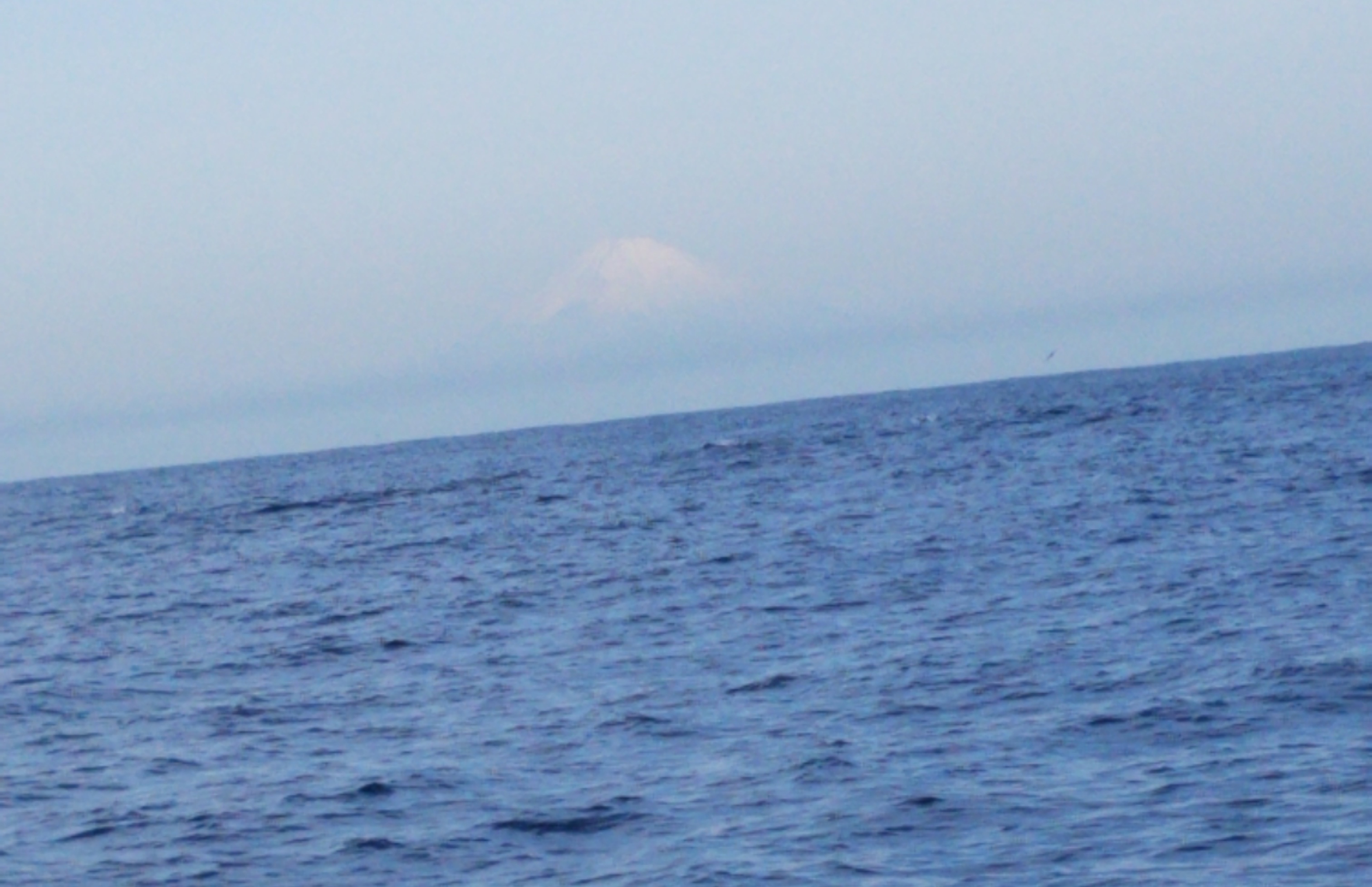 釣り船から富士山とイルカ画像